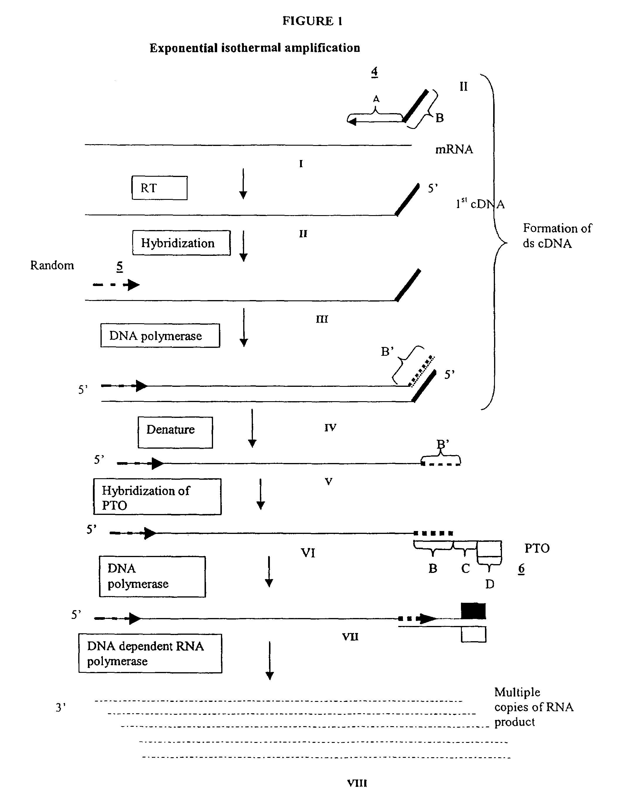 Amplification of RNA sequences using composite RNA-DNA primers and strand displacement