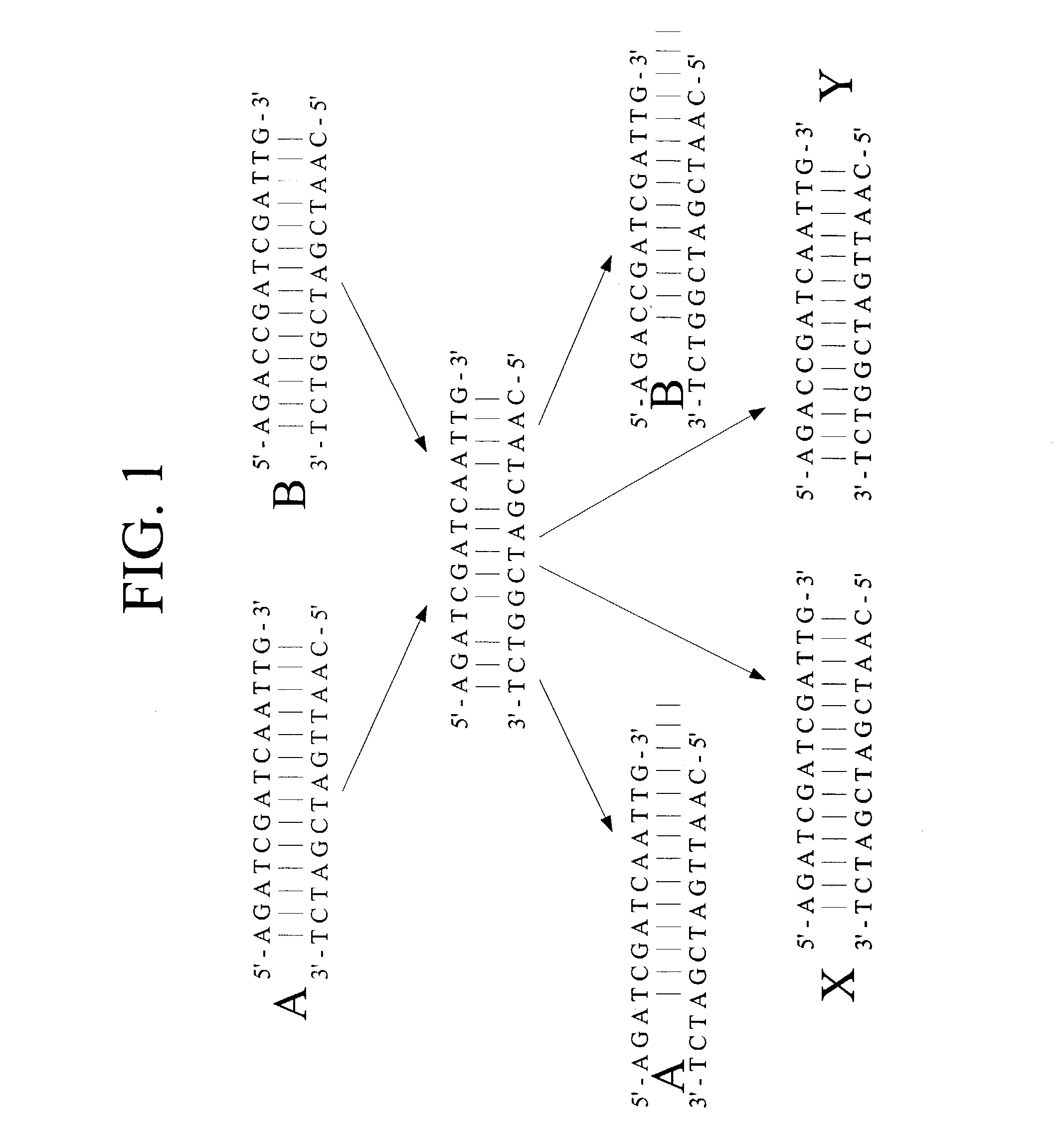 Mismatch endonucleases and methods of use