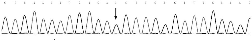 Mutated genes associated with rare genetic diseases and their applications