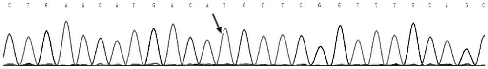 Mutated genes associated with rare genetic diseases and their applications