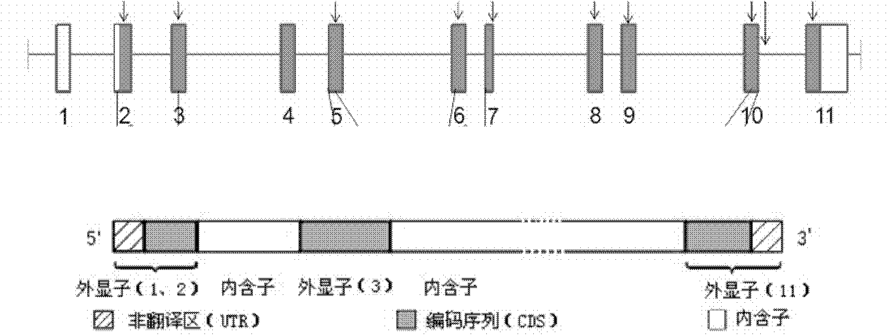 Disseminated superficial actinic porokeratosis (DSAP) related gene