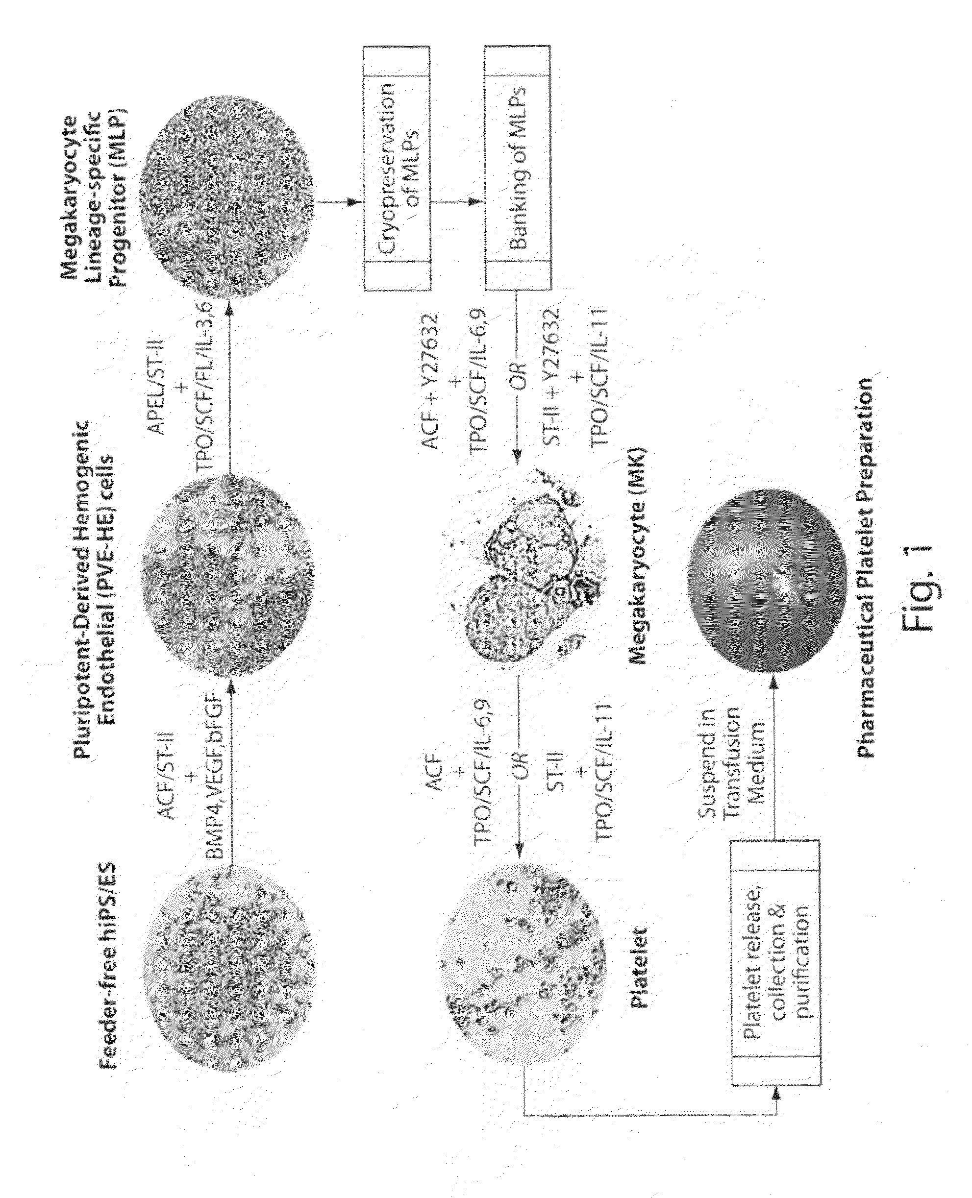 Methods for production of platelets from pluripotent stem cells and compositions thereof