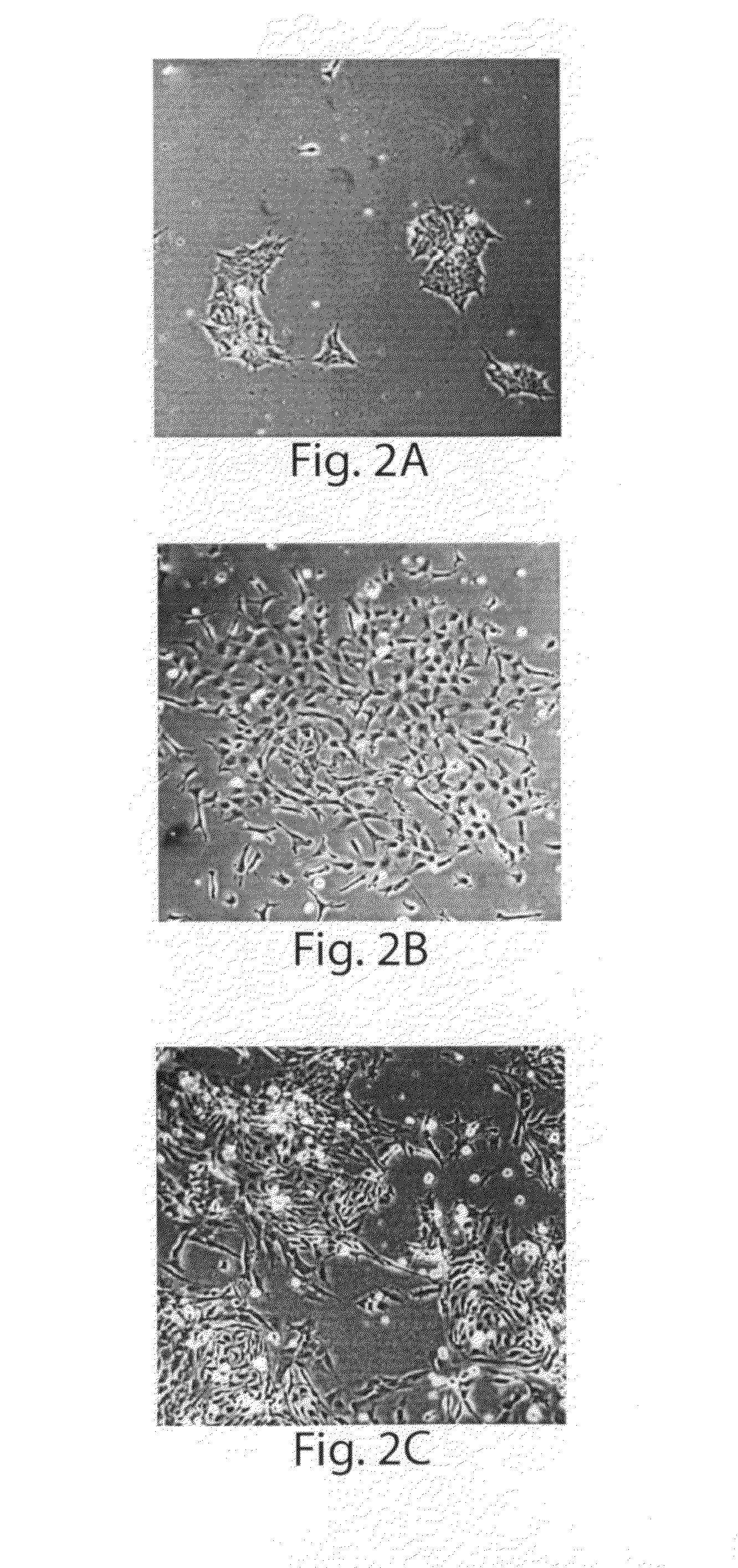 Methods for production of platelets from pluripotent stem cells and compositions thereof