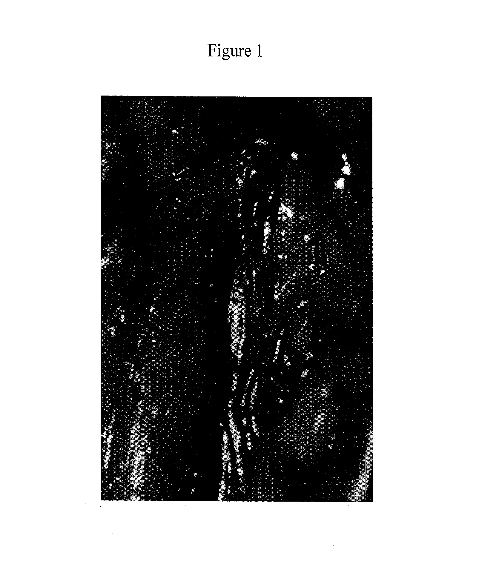 Accelerating Thrombus Resolution Through Augmentation of p53 Activity