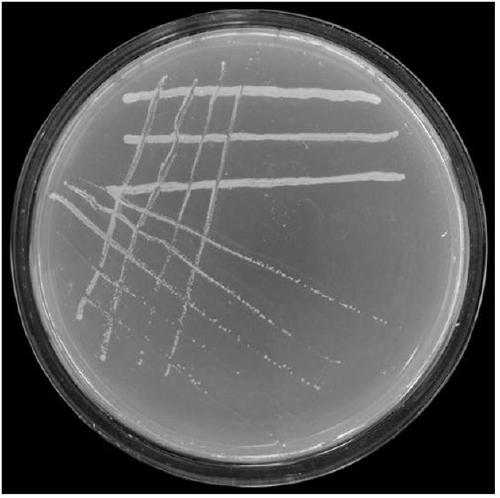 Chamaecrista Bradyrhizobium sp. JYN6 and application thereof