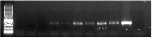 Chamaecrista Bradyrhizobium sp. JYN6 and application thereof