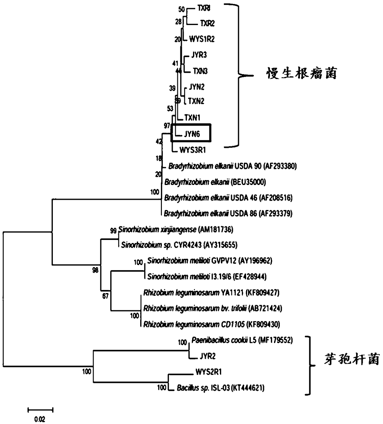 Chamaecrista Bradyrhizobium sp. JYN6 and application thereof