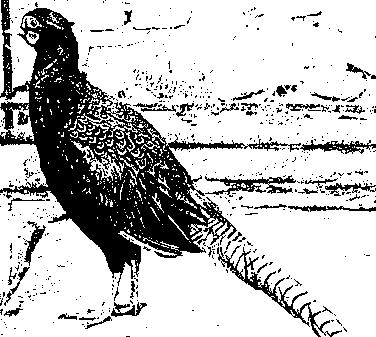 Novel peacock green pheasant breeding method