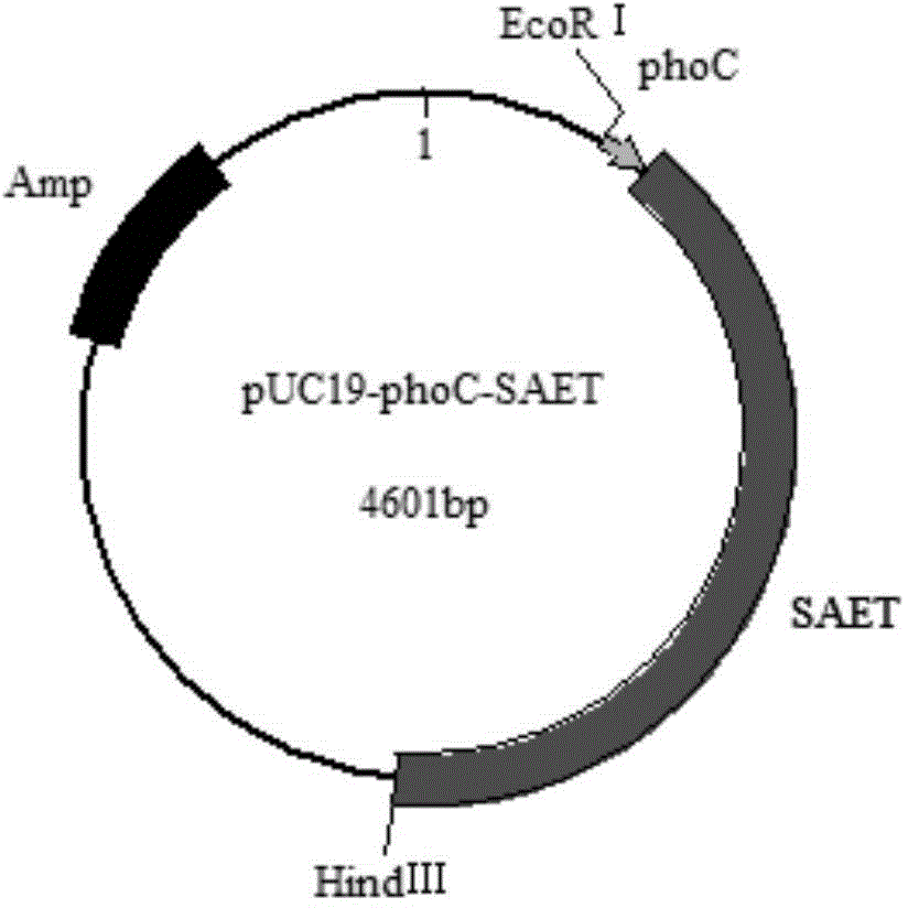 Method of producing L-alanyl-L-glutamine from recombinant escherichia coli