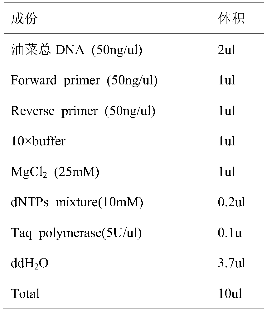Molecular marker BrSF0239 primer of main-effect QTL loci in florescence and maturity of Brassica napus and application thereof