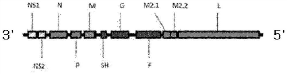 Recombinant rsv live vaccine strain and production method therefor