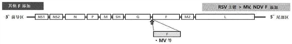 Recombinant rsv live vaccine strain and production method therefor