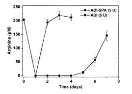 PEG (polyethylene glycol) modified recombinant arginine deiminase (ADI) as well as preparation method and application thereof