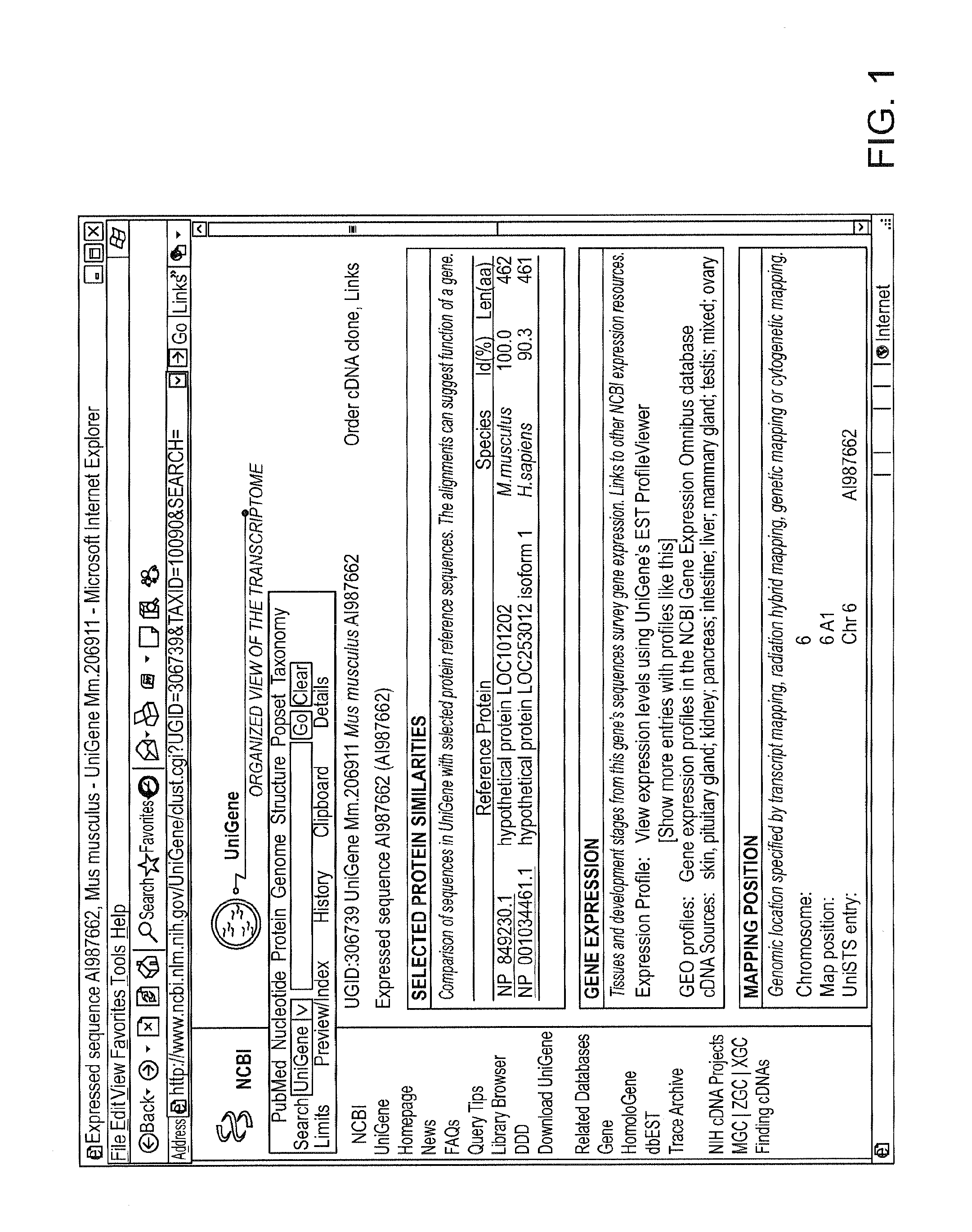 Method For Detecting And Purifying Pancreatic Beta Cells