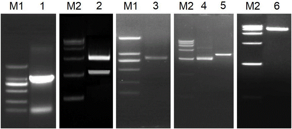Method for regulating and controlling growth of chrysanthemum petals through conversion of CmTCP20 gene
