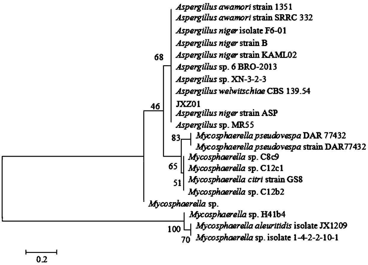 Separation and application of aspergillus niger JXZ01 with decomposition capability of various difficult-to-dissolve phosphorous sources