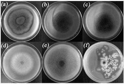Separation and application of aspergillus niger JXZ01 with decomposition capability of various difficult-to-dissolve phosphorous sources