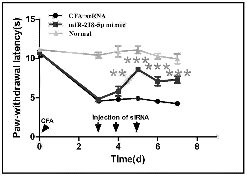 The use of mir‑218‑5p compounds as markers of chronic pain and drugs for the treatment of inflammatory chronic pain