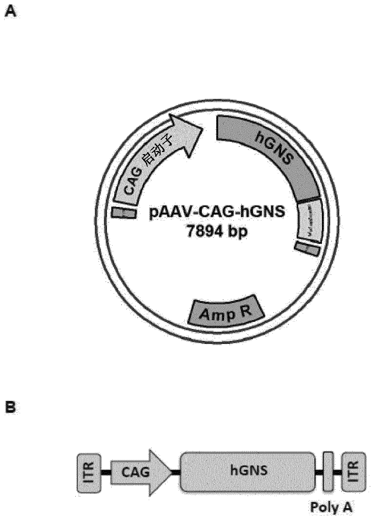 Adenoassociated virus vectors for the treatment of mucopolysaccharidoses