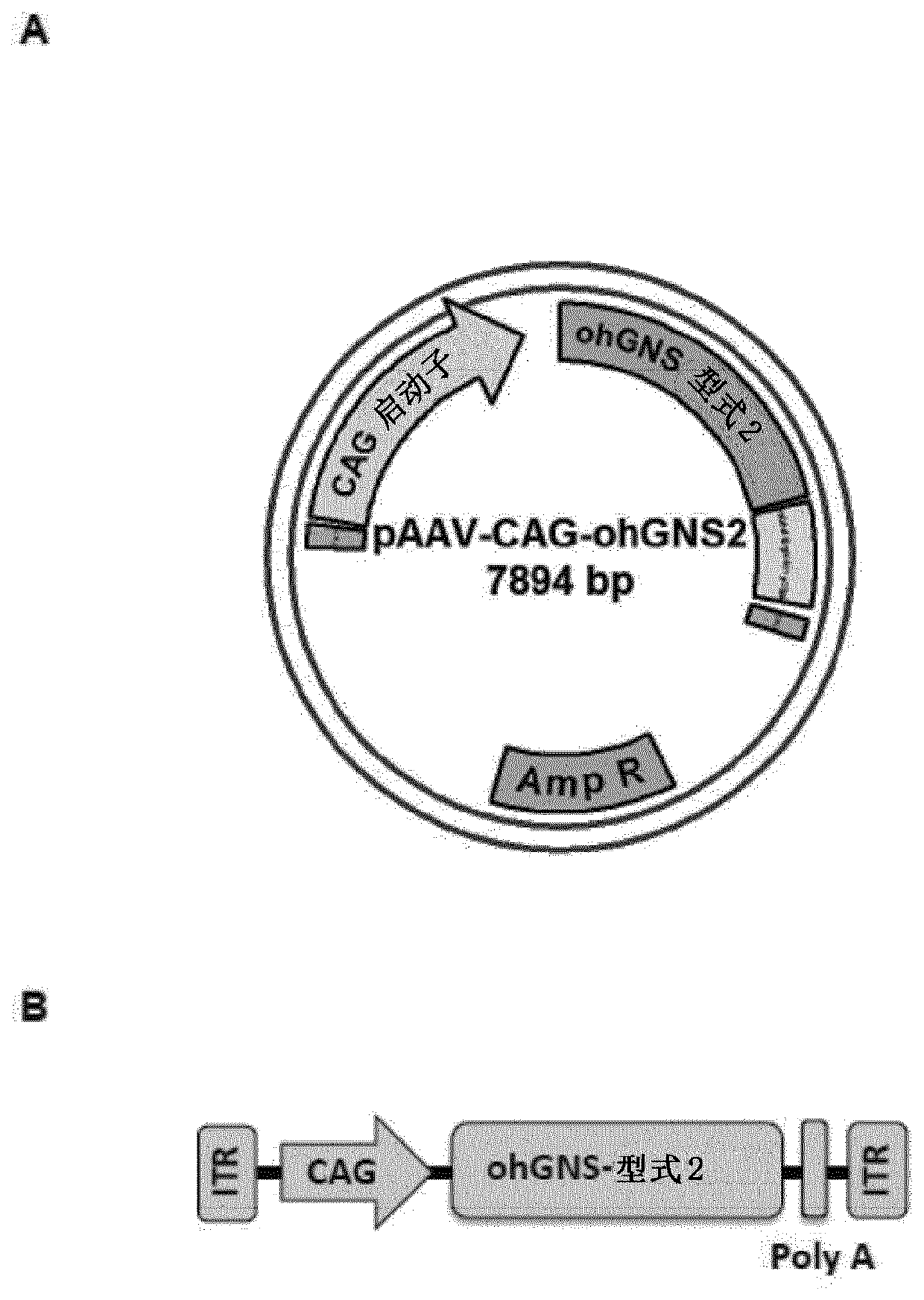 Adenoassociated virus vectors for the treatment of mucopolysaccharidoses