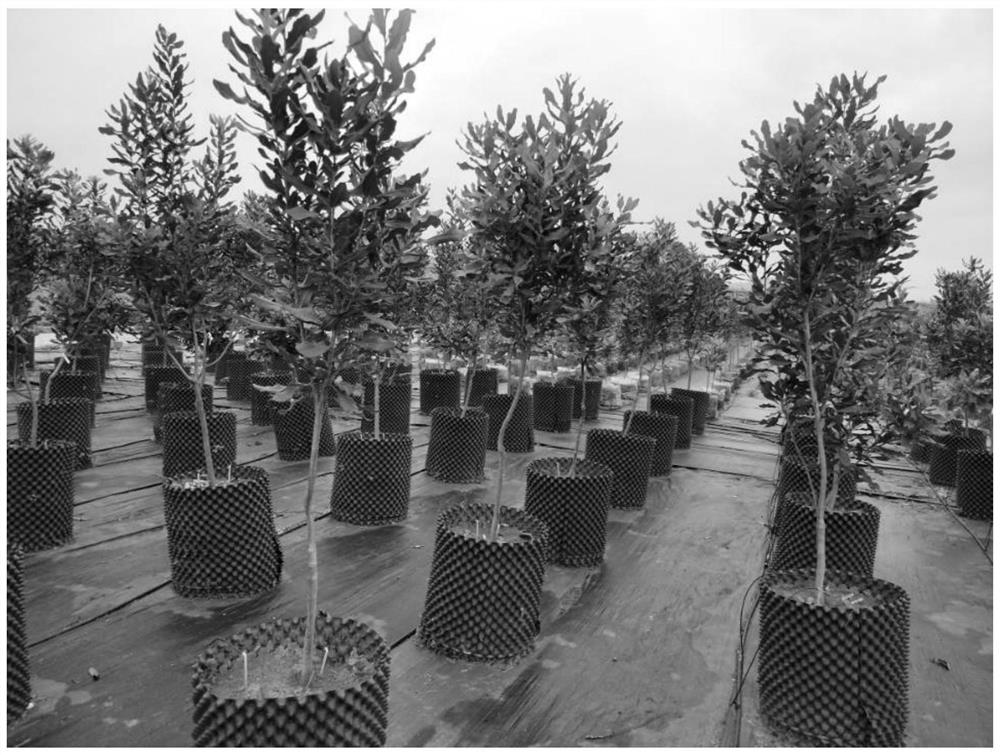 A kind of macadamia nut container big seedling cultivation method