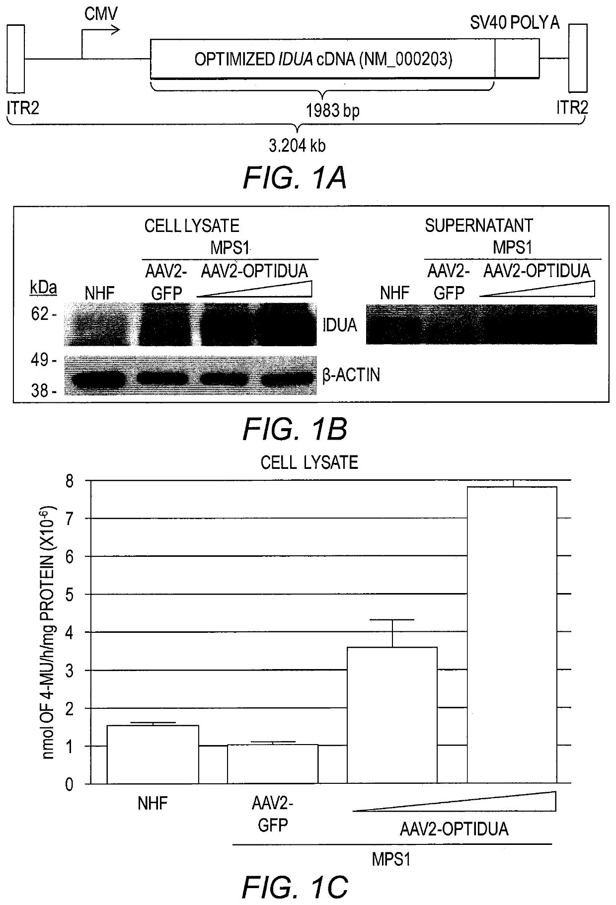 AAV-IDUA vector for treatment of MPS I-associated blindness