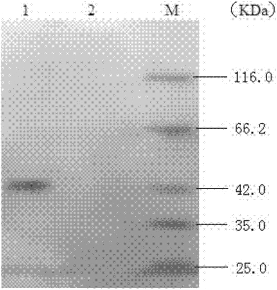 Keratinase, and coding gene and application thereof