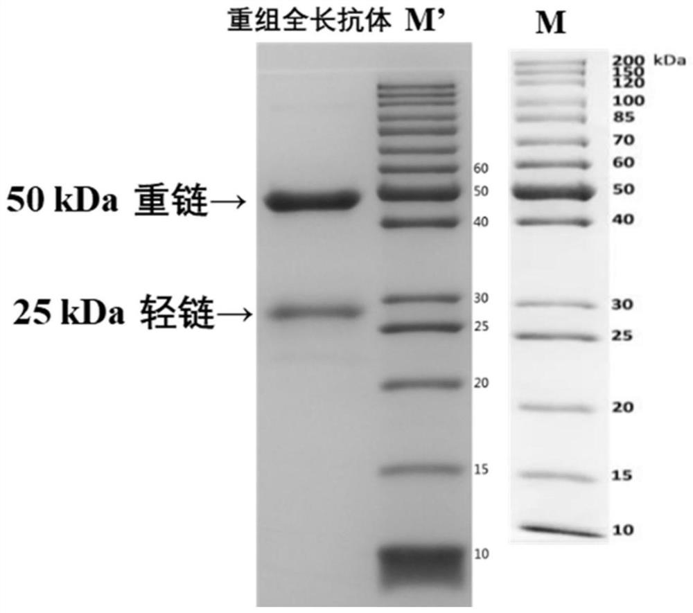Variable region sequence of specific anti-pyraclostrobin antibody and anti-pyraclostrobin recombinant overall-length antibody