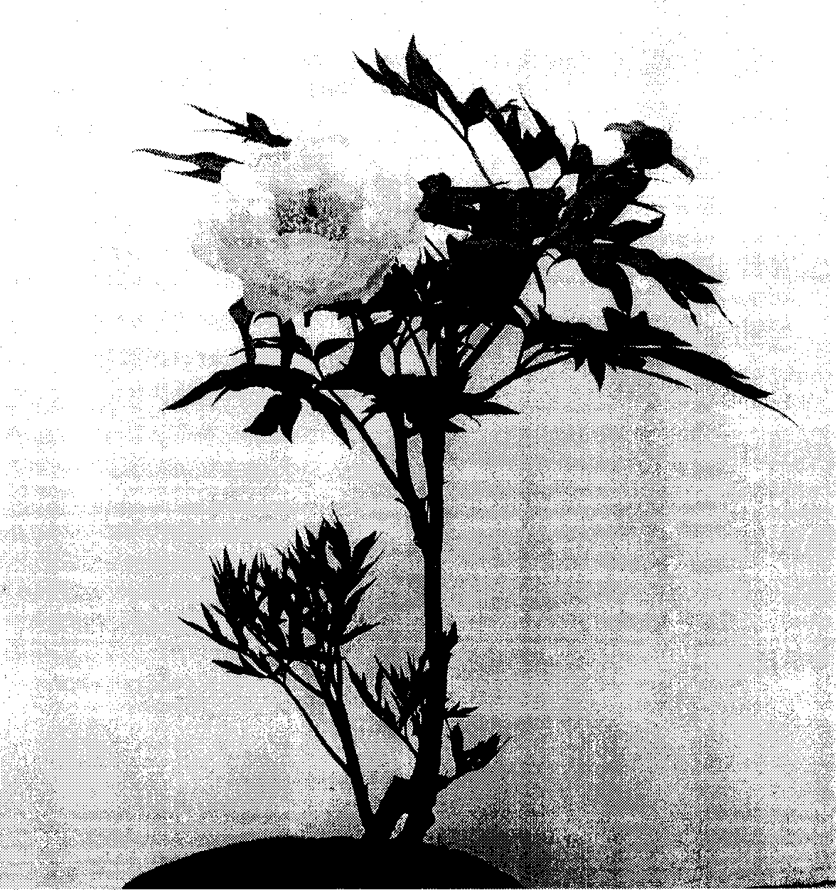 Method for regulating peony forescence