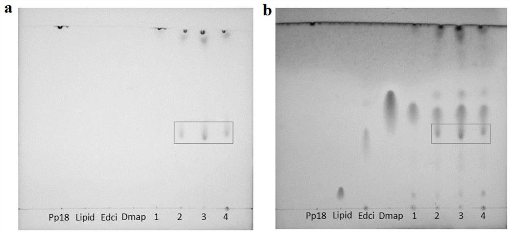 A preparation method of purpurin 18-liposome nanovesicles and its application in the preparation of drugs for treating tumors