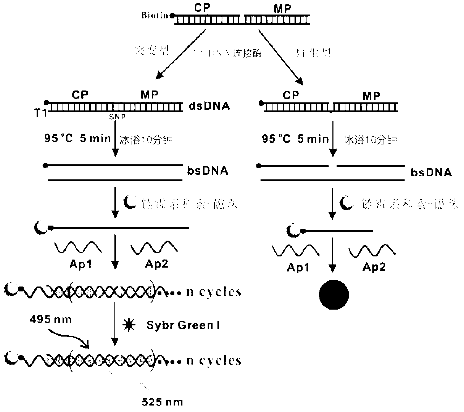 Non-enzymatic SNP detection method based on DNA self-assembly