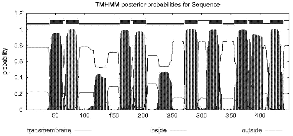 Ginseng amino acid transport protein gene PgLHT and encoding protein and application thereof