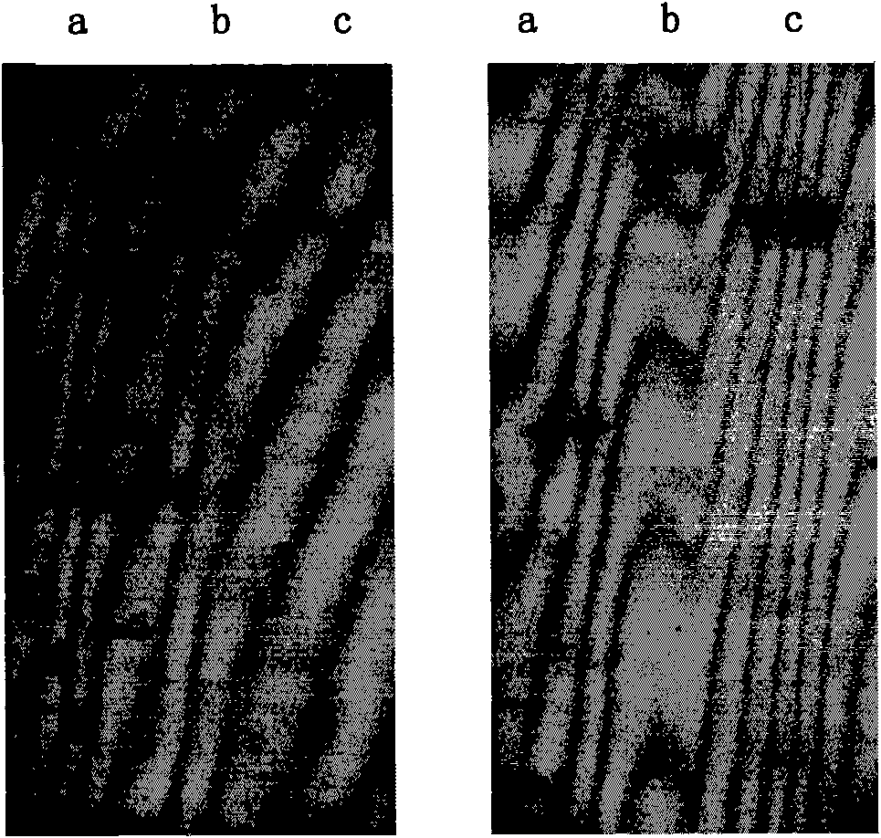 Peony ACC synthase gene Ps-ACS1 specific probe