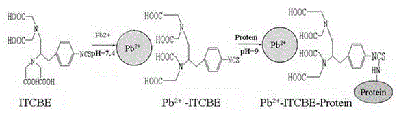 Indirect competitive ELISA kit for detecting lead ions and preparation method thereof