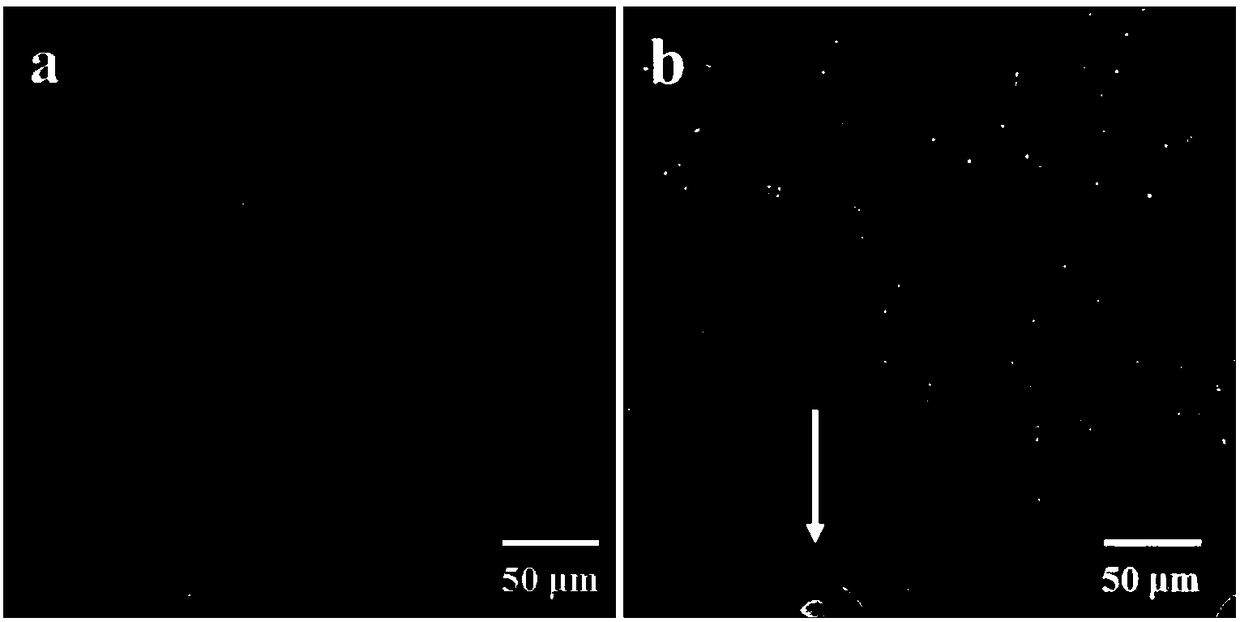 A high-throughput method for absolute quantification of soil bacteria