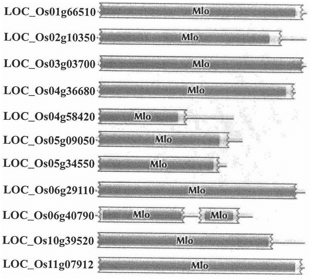 Rapid identification on MLO type anti-disease gene of rice