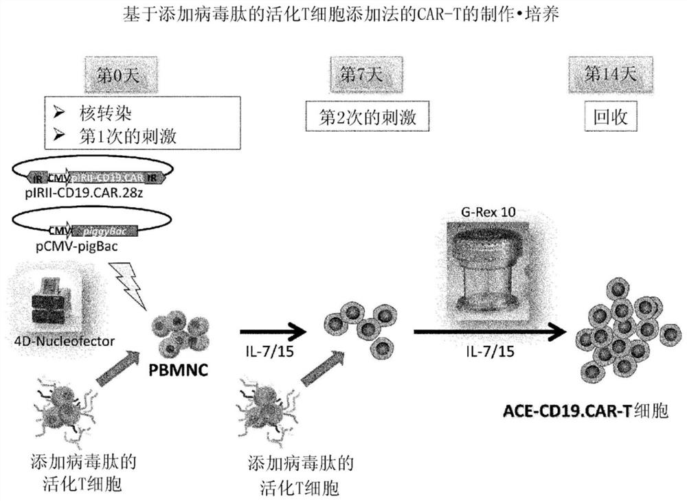 Preparation method of genetically modified T cells expressing chimeric antigen receptors