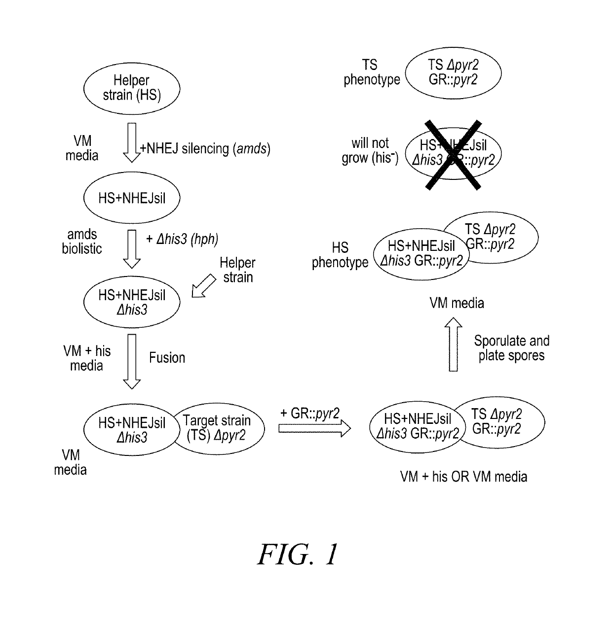 Compositions and methods for helper strain-mediated fungal genome modification