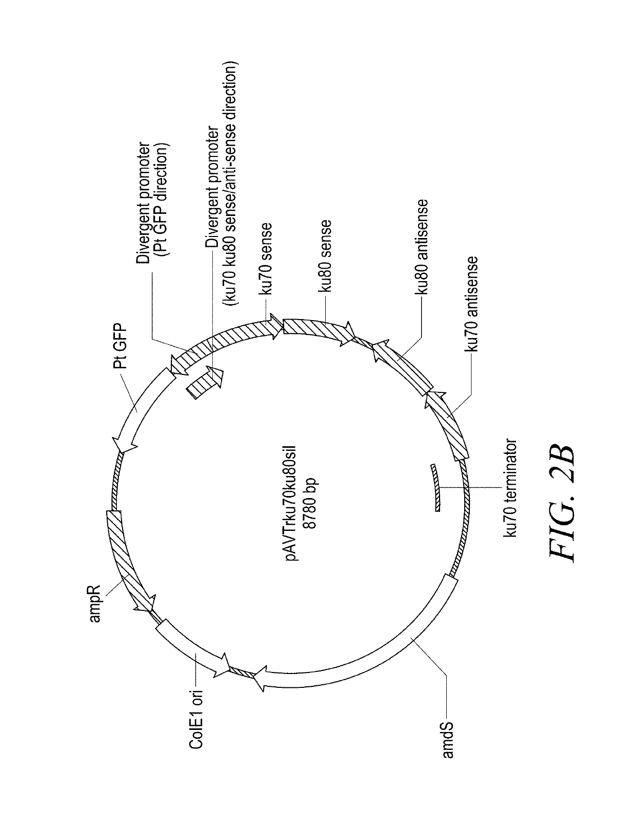 Compositions and methods for helper strain-mediated fungal genome modification