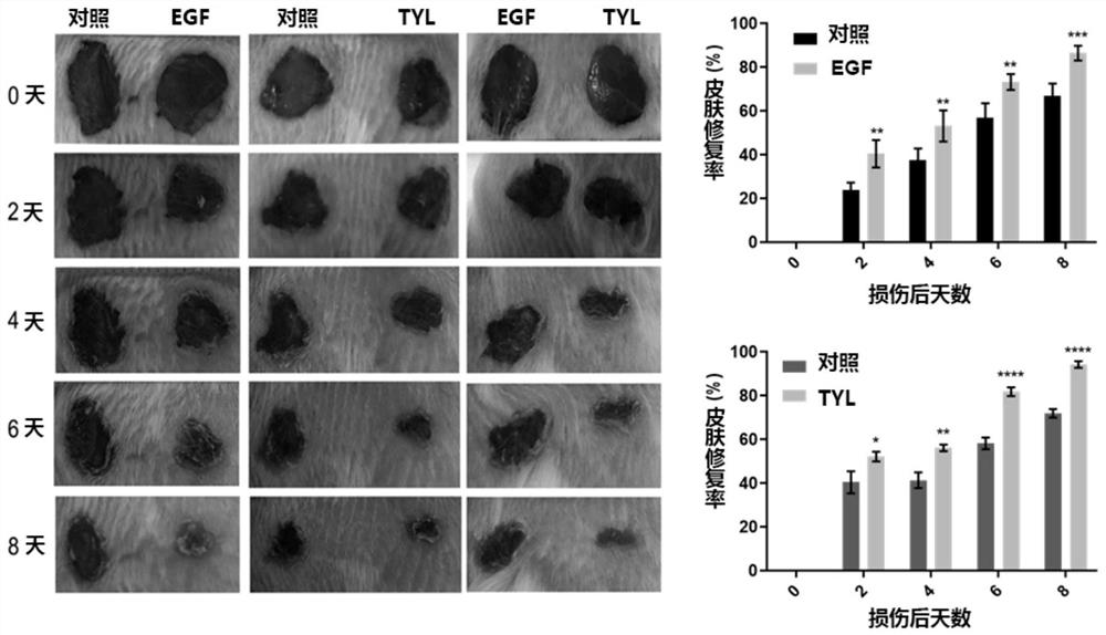 Skin repair promoting peptide as well as preparation method and application thereof