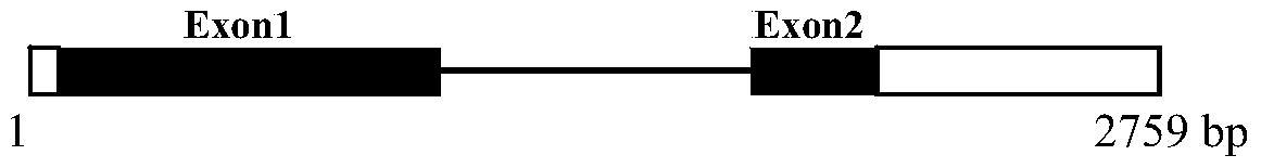 Application of rice blast resistance related gene oscol9