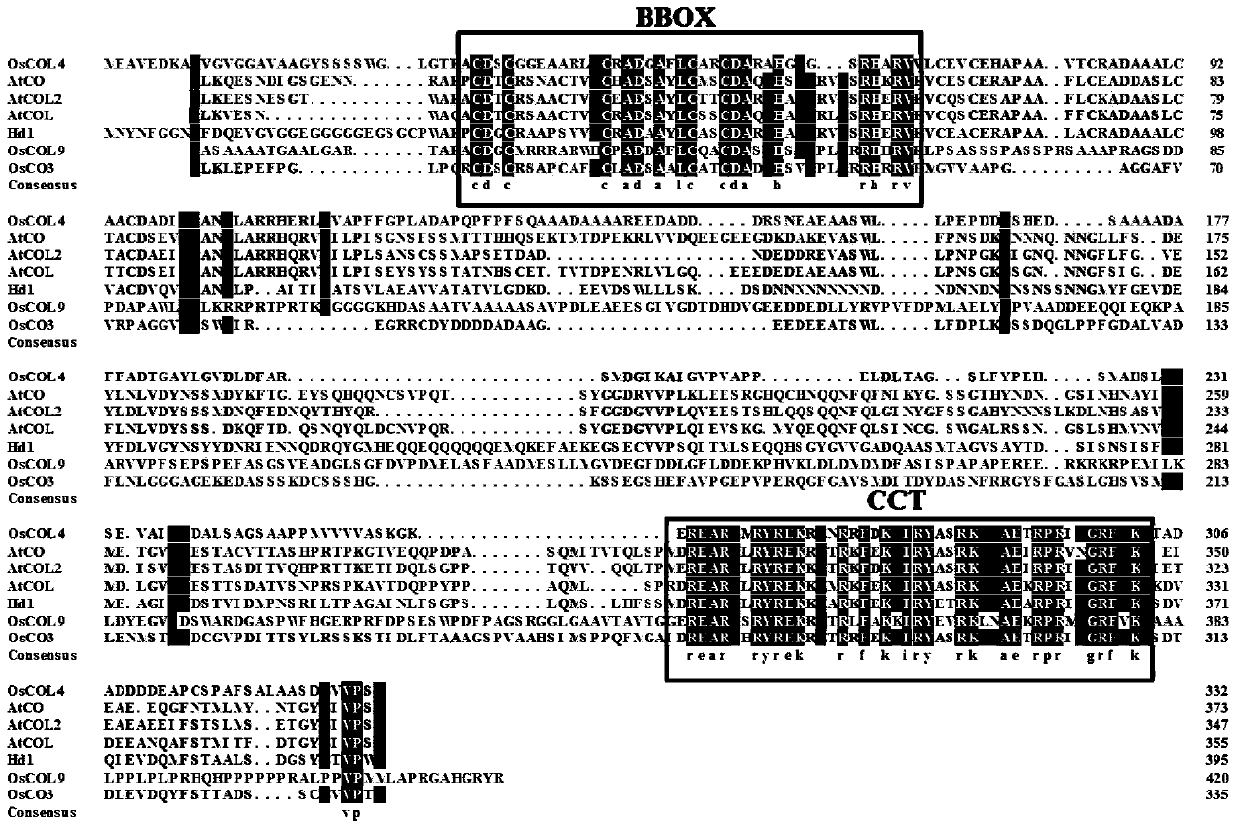 Application of rice blast resistance related gene oscol9