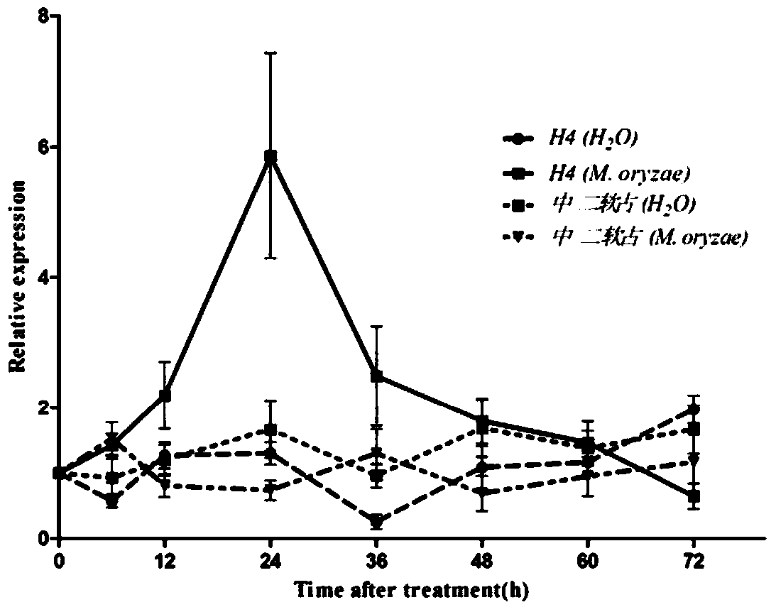 Application of rice blast resistance related gene oscol9