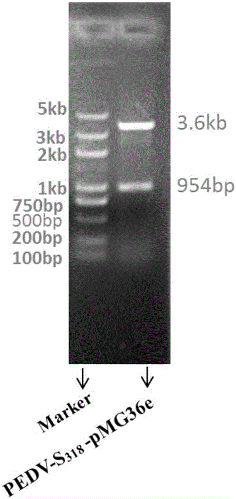 Recombinant lactococcus lactis expressing S318 gene of porcine epidemic diarrhea virus and application thereof