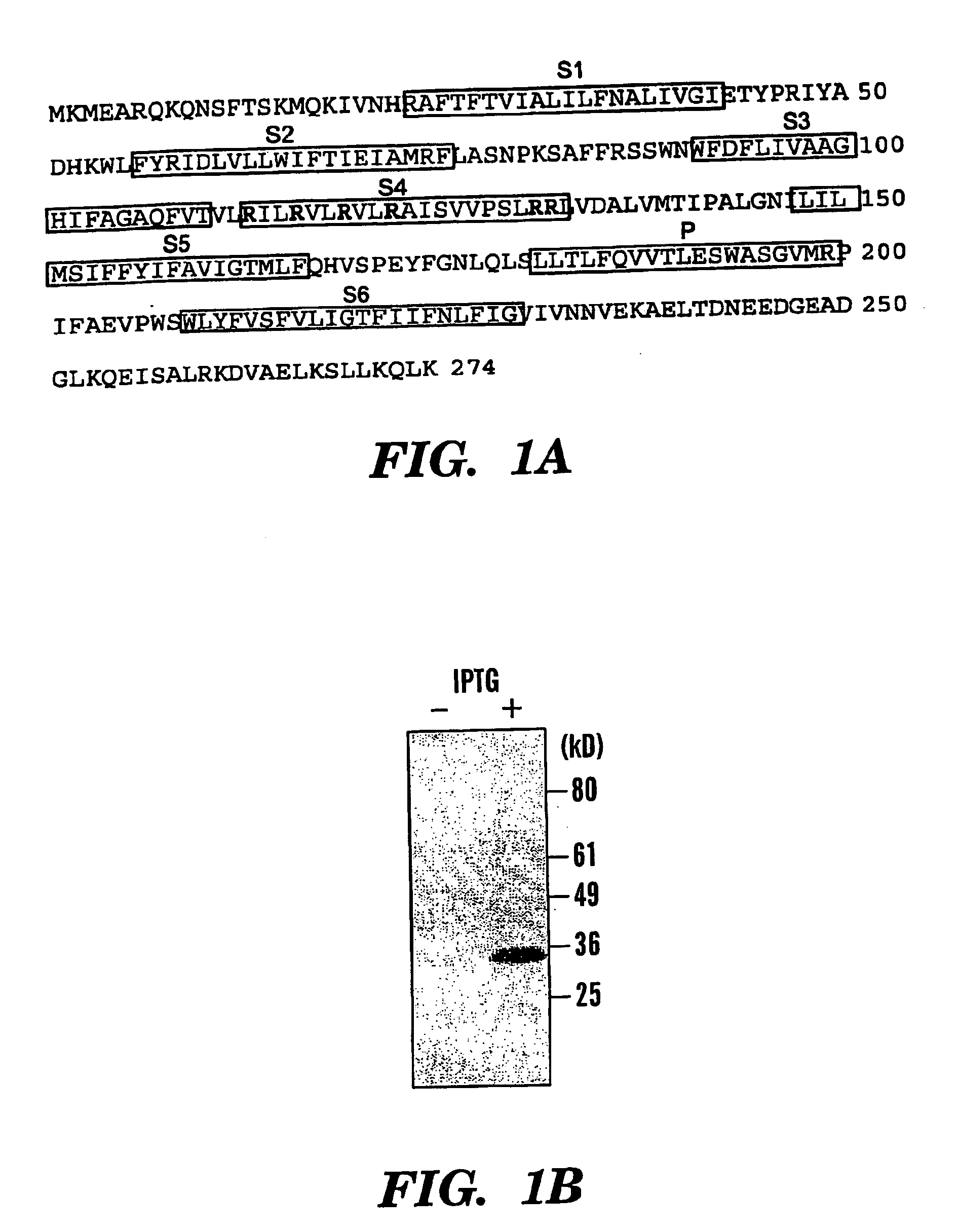 Bacterial ion channel and a method for screening ion channel modulators