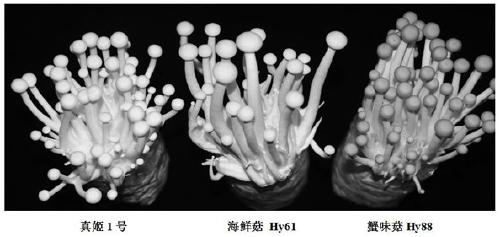 Hypsizygus marmoreus strain and breeding method thereof