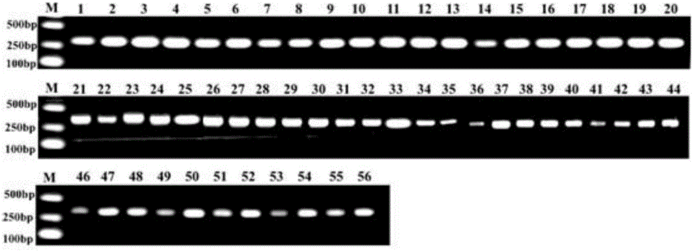 Method for rapidly distinguishing columnar apple seedlings by using DNA molecular marker