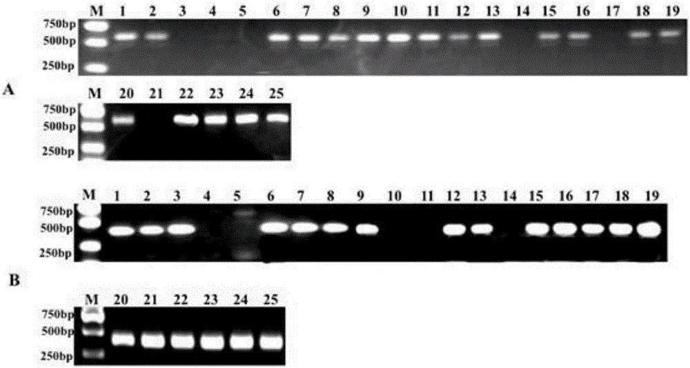 Method for rapidly distinguishing columnar apple seedlings by using DNA molecular marker