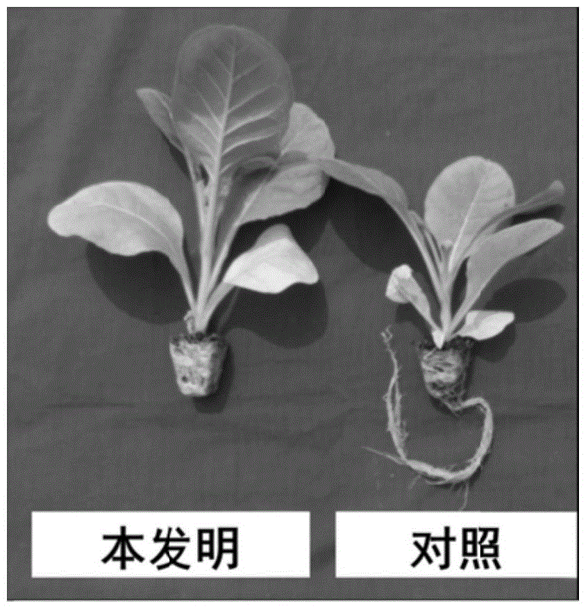 Organic tobacco seedling culturing method