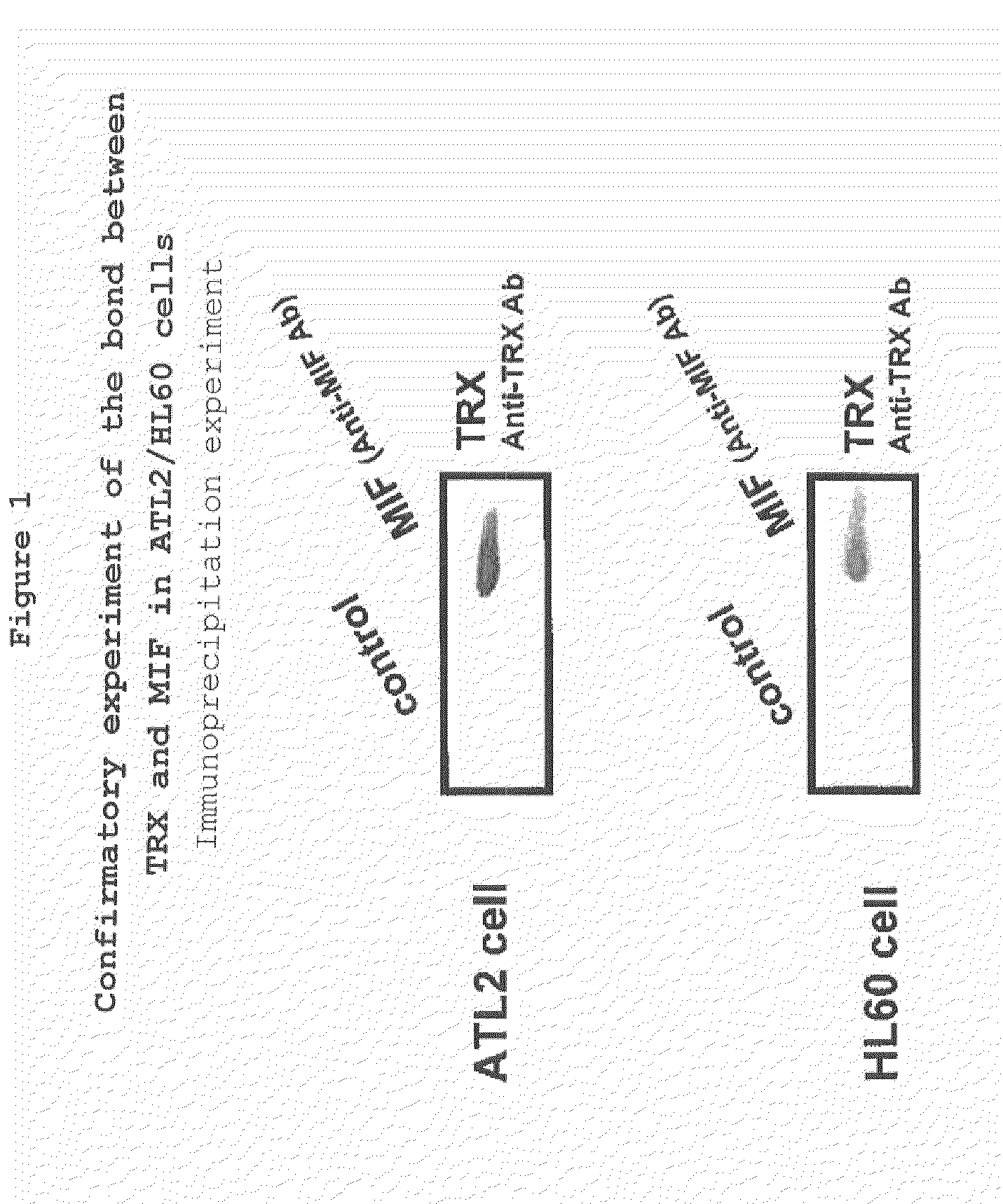 Screening method, a composition comprising substances chosen in the method thereof, and a binding substance